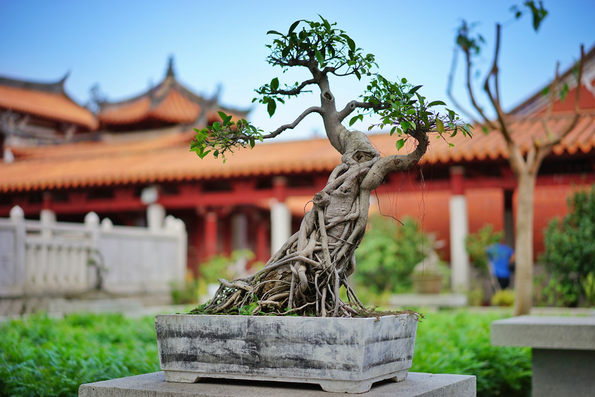 Bonsai Trees: The Art, Care, and Beauty of Miniature Trees image